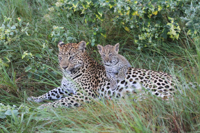 leopards.jpg