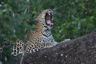 lepard4.jpg