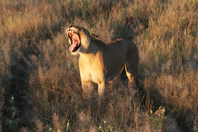 lioness.jpg