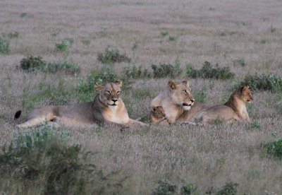 lionesses2.jpg