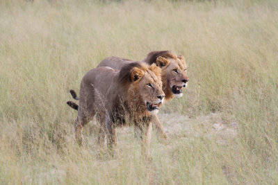 lions.jpg