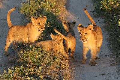 lionsm.jpg