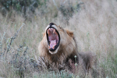 mwlelion2.jpg