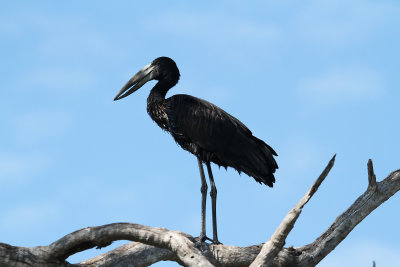 openbill.jpg