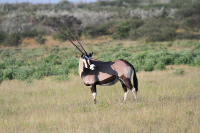 oryx.jpg