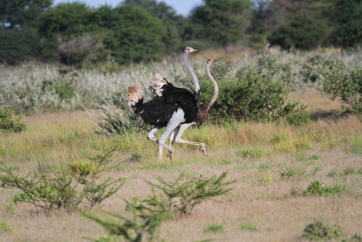 ostrich.jpg