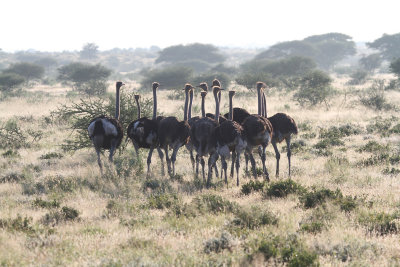 ostriches.jpg