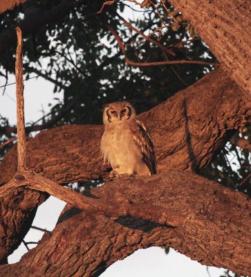 owl.jpg