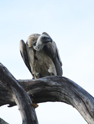 vulture.jpg