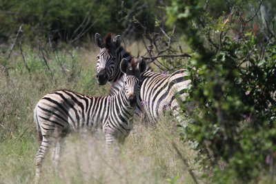 zebras.jpg