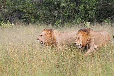 lionb.jpg
