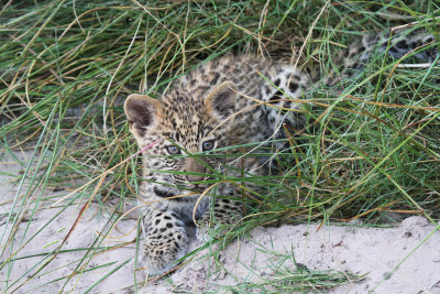 cub.jpg