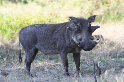 pumba.jpg