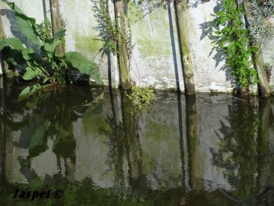 Swamp in St Omer (Pas de Calais)
