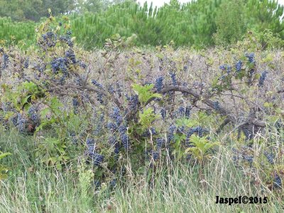 Vigne abandonne