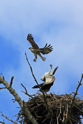  Osprey