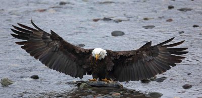 Nooksack River eagles