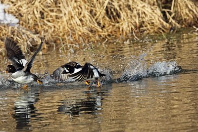 Ducks