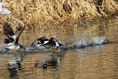  Ducks