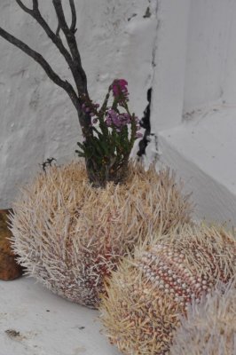 Still life with sea urchin
