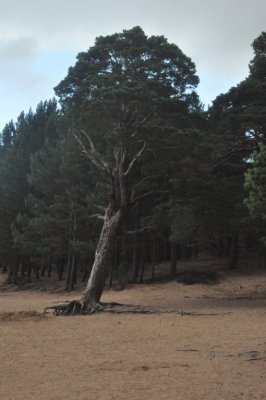 On the Shores of Loch Morlich