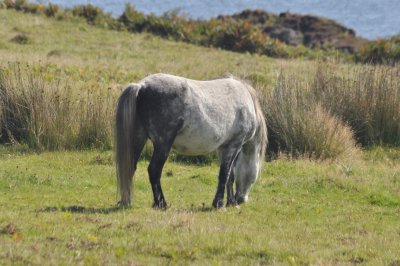 Grazing