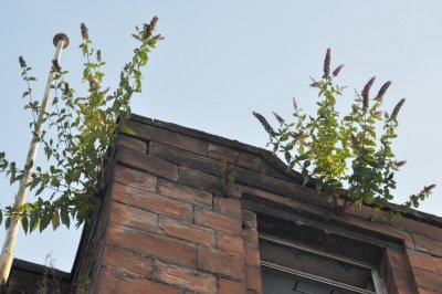 Summer lilac growing on the roof