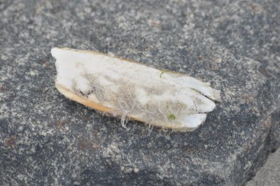 Cuttlebone
