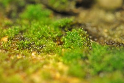 Moss