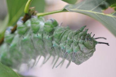 Caterpillar stage of Attacus atlas