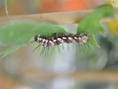 Caterpillar stage of Dryas julia