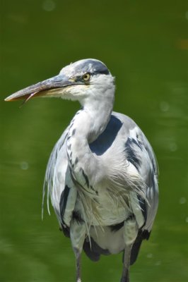 Grey Heron, possibly bad-tempered
