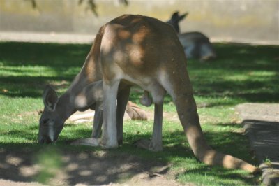 Kangaroo, possibly communist