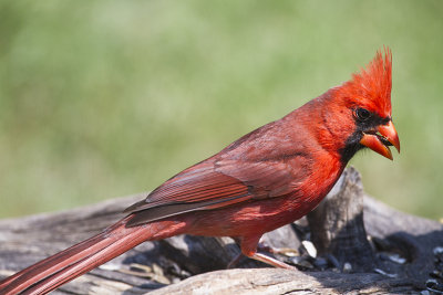 Northen Cardinals