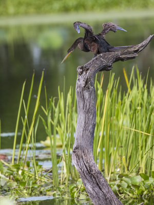 ANHINGA 24.jpg