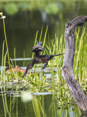 ANHINGA 26.jpg