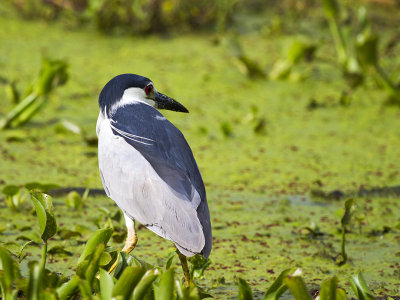 Black-crowned Night-Heron