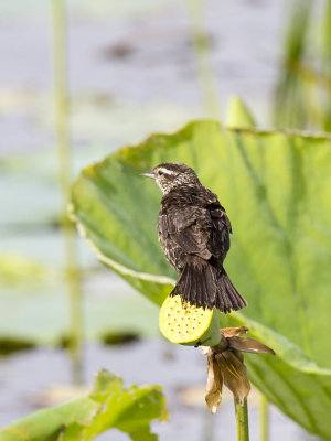 Northen Waterthrush