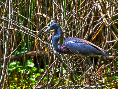 TRICOLORED HERON 62.jpg