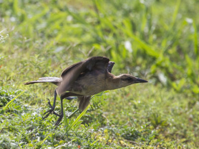 Boat-tailed Grackle