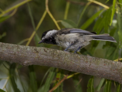 Carolina Chickadee 03.jpg
