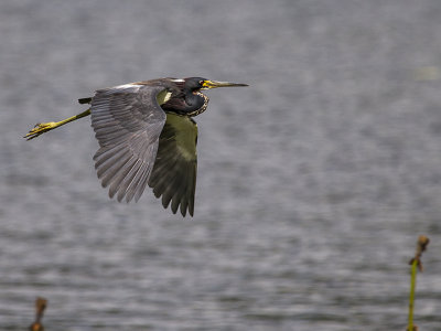 Green Heron 14.jpg