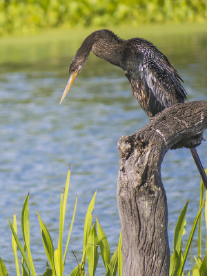 ANHINGA- 24.jpg
