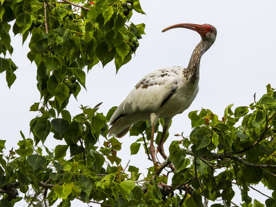 WITHE IBIS 19.jpg