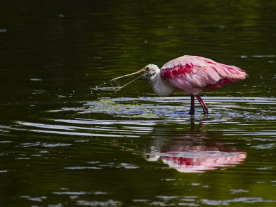 ROSEATE SPOONBILL 07.jpg