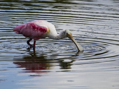 RPSEATE SPOONBILL 08.jpg