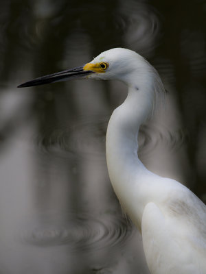 SNOWY EGRET