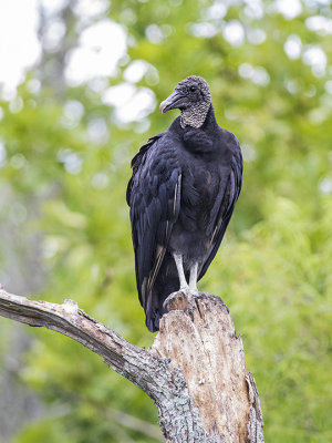 Black Vulture 4.jpg