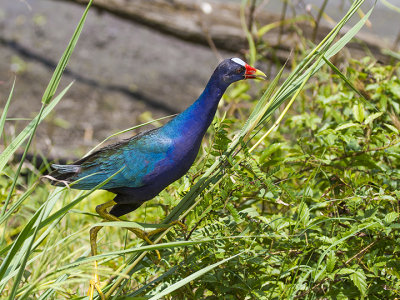 Purple Gallinule 1.jpg