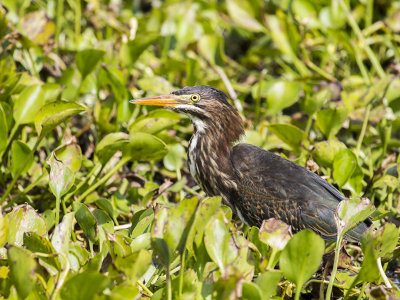 American Bittern 11.jpg